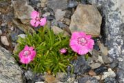 Dianthus alpinus